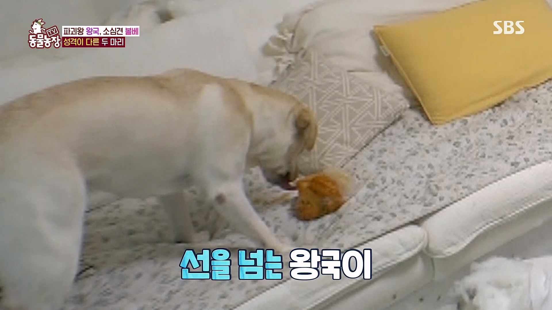 TV 동물농장.E1106.230129p.H264-F1RST.mp4_20230130_192727.883.jpg