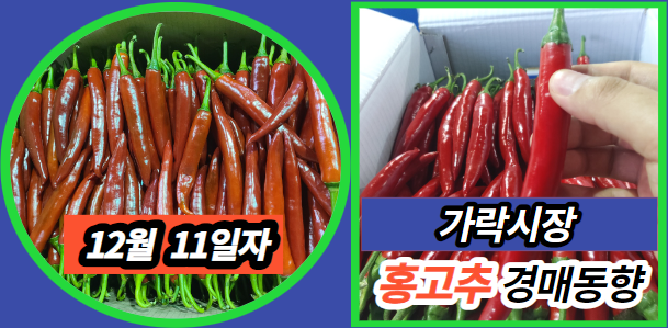  [경매사 일일보고] 12월 11일자 가락시장 홍고추 경매동향
