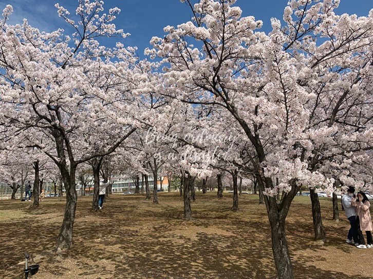 벚꽃나무