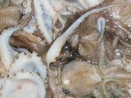  주꾸미의 효능