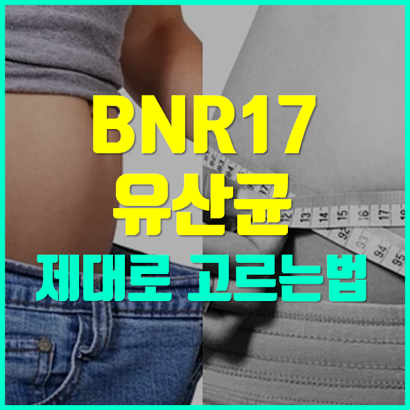  BNR17 유산균 가루 추천
