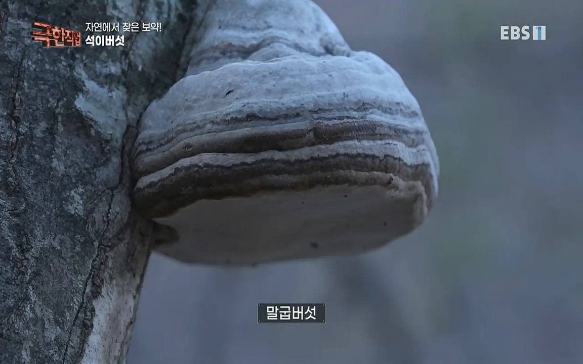 TV - 교육의 중심 EBS자연에서 찾은 보약! 석이버섯, 호장근, 백하수오.mp4_20220518_185759.522.jpg