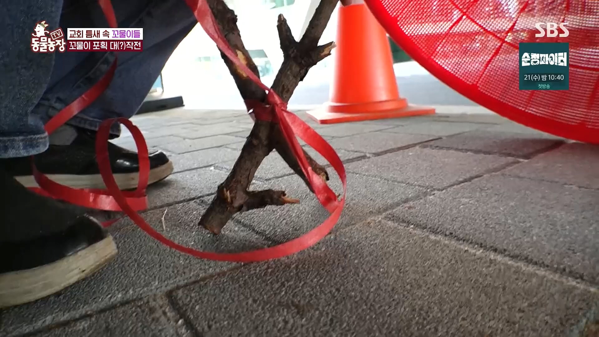 TV 동물농장.E1100.221218p.H264-F1RST.mp4_20221218_183438.818.jpg