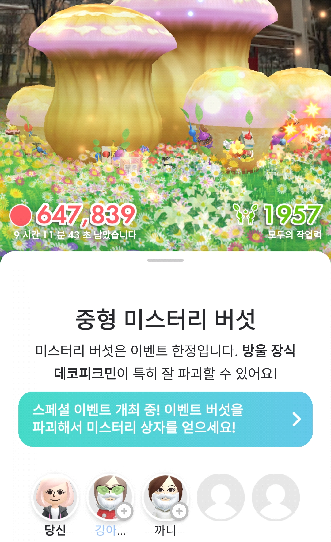 중형 미스터리 버섯