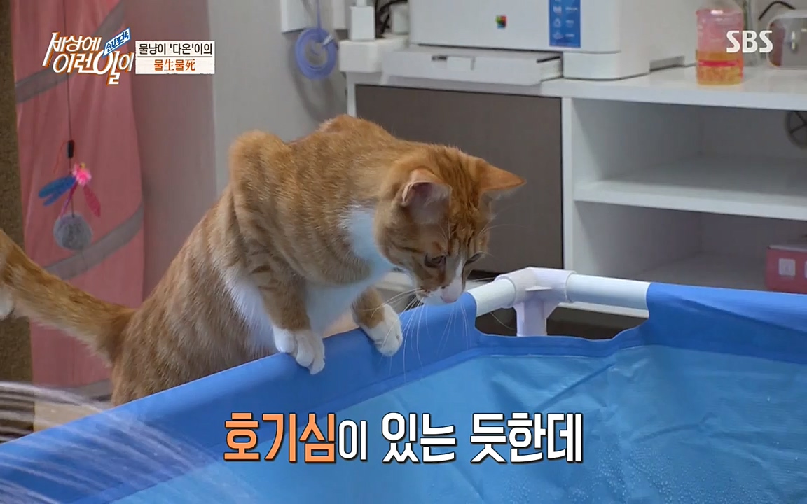 순간포착 세상에 이런일이.E1171.220316p-NEXT.mp4_20220316_184929.291.jpg