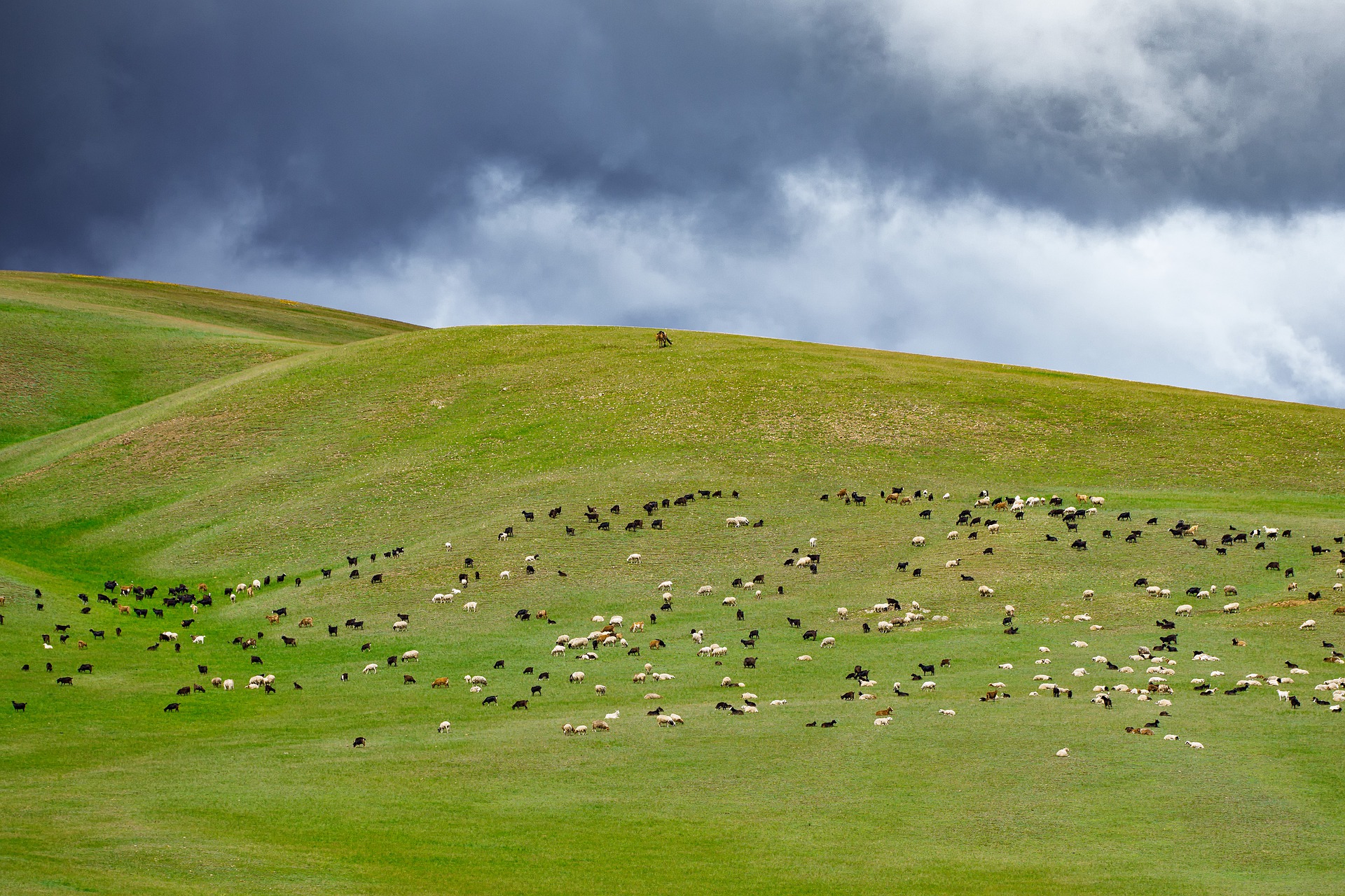 양떼가 풀을 뜯는 몽골의 푸른 초원