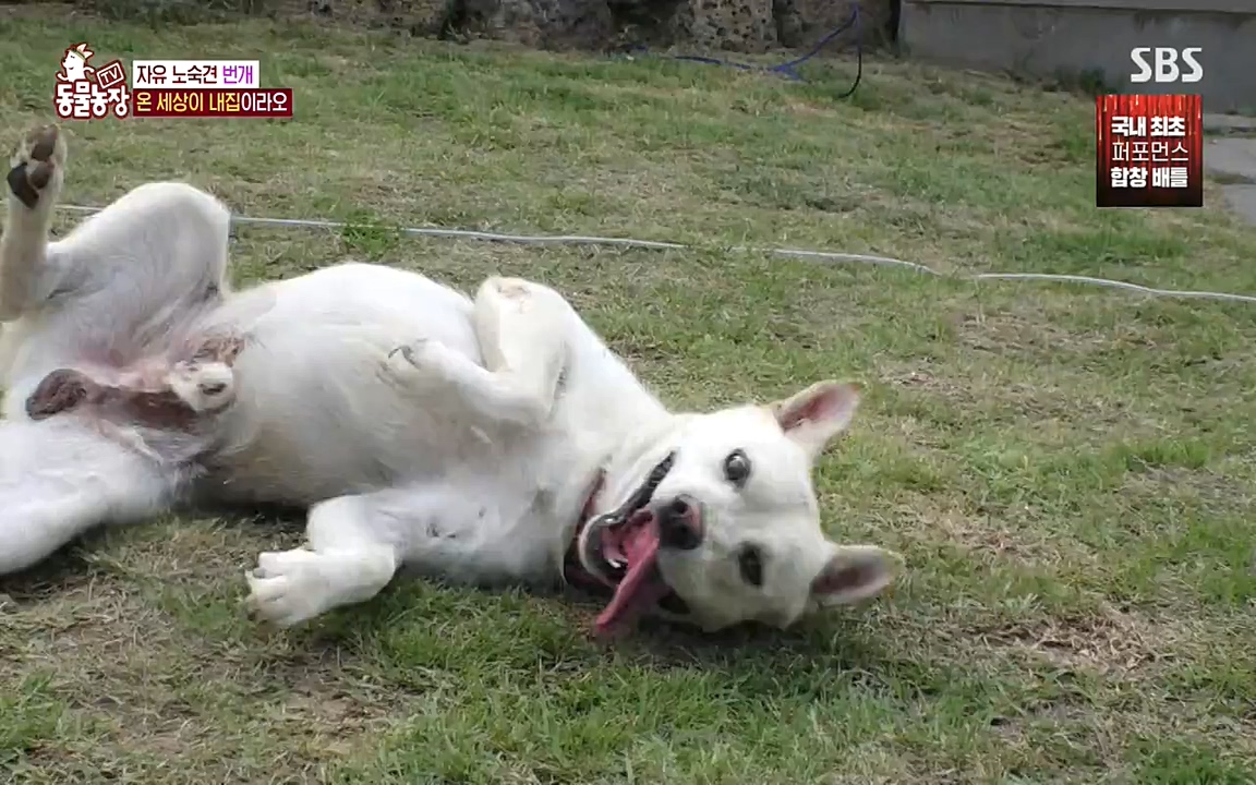 TV 동물농장.E1087.220919p-NEXT.mp4_20220918_180226.492.jpg