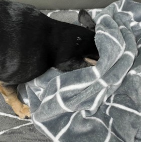 담요 속에 숨겨져 있는 간식을 찾는 강아지