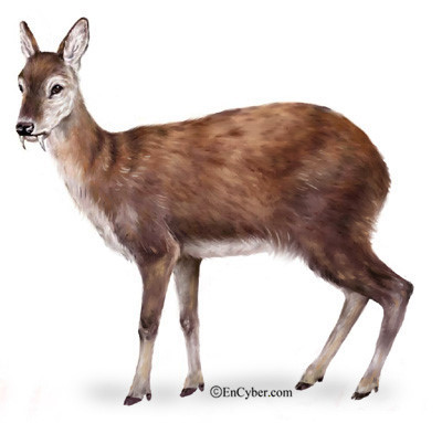 사향노루(Musk deer)의 모습(출처-네이버)