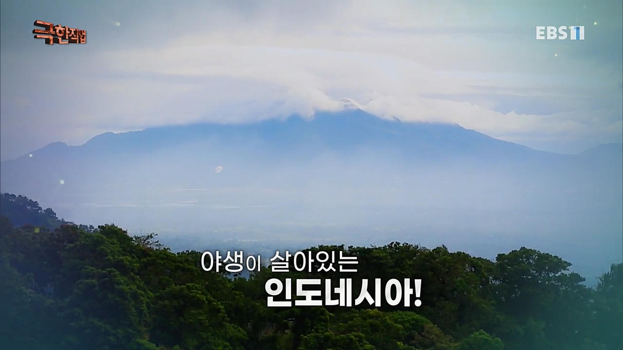 TV - 교육의 중심 EBS인도네시아 뱀사냥꾼.mp4_20221211_181449.554.jpg