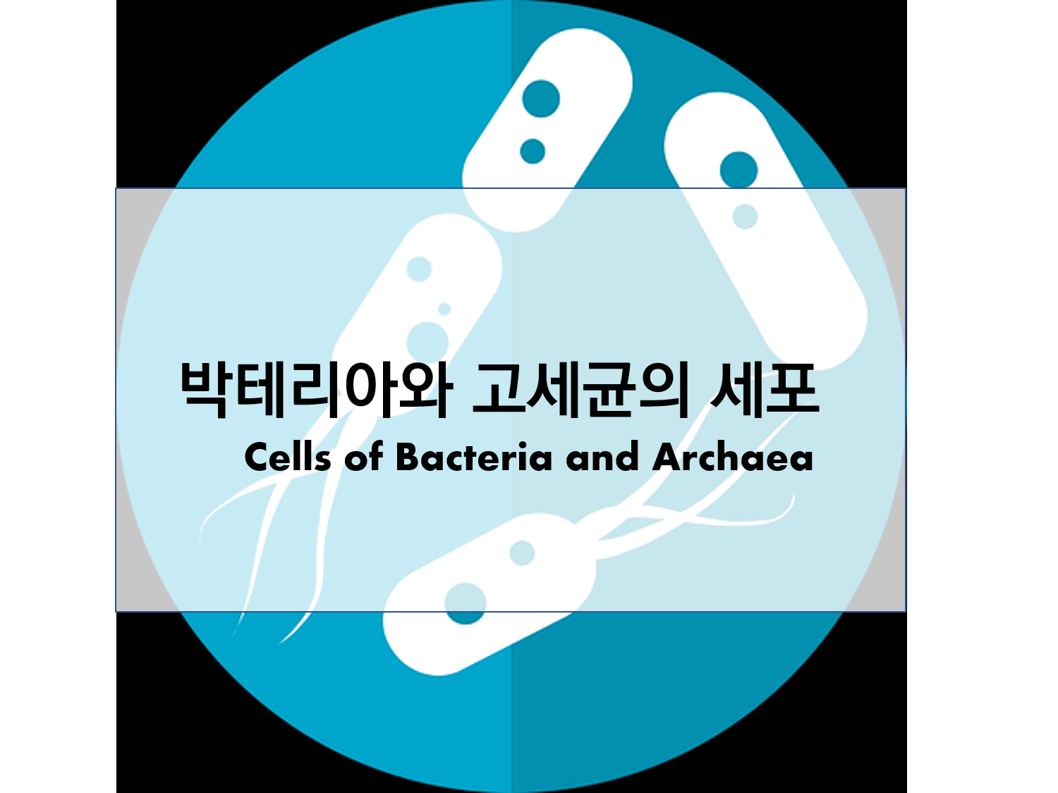  박테리아와 고세균 세포