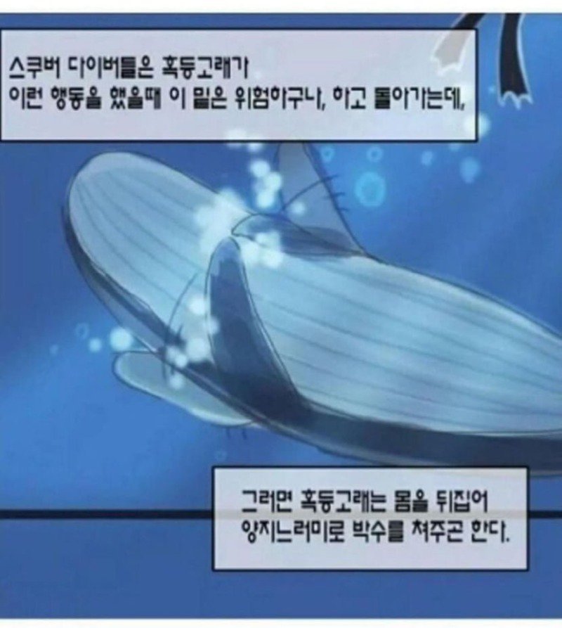 똑똑한데 다정하기까지한 흑등고래7.jpg