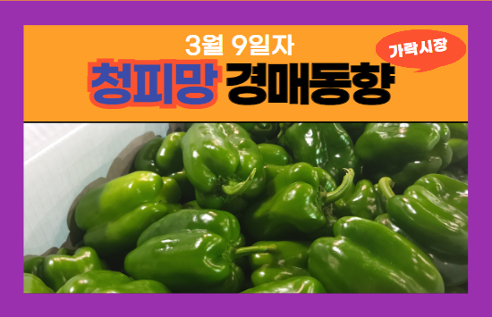  [경매사 일일보고] 2024년 3월 9일 가락시장 청피망 경매동향을 살펴보겠습니다!