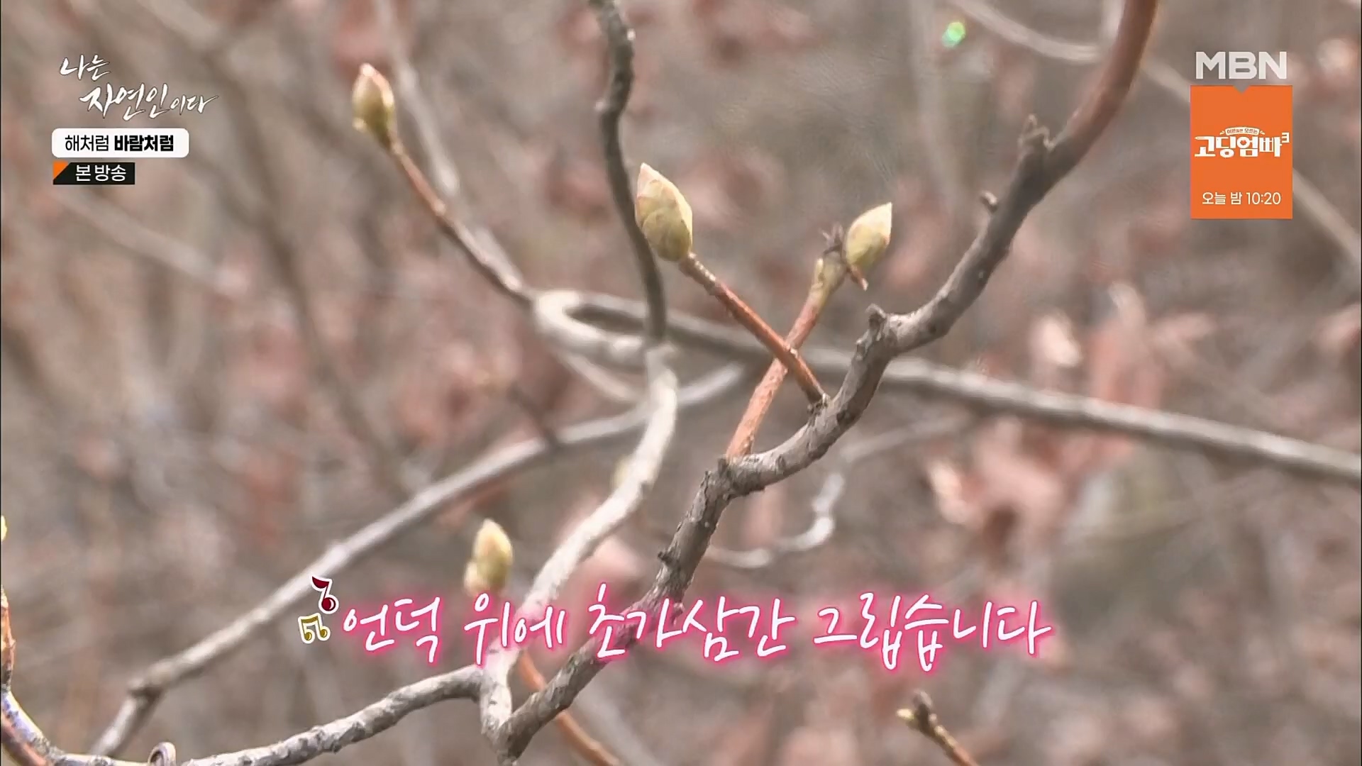 나는 자연인이다.E542.230222p.H264-F1RST.mp4_20230223_195902.052.jpg