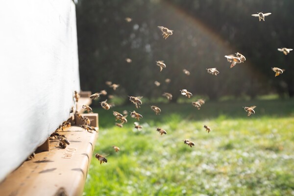 꿀벌-채집활동-사진