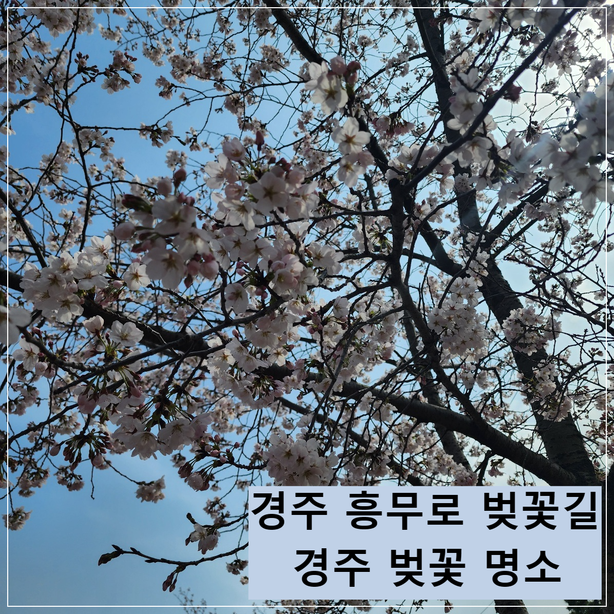 경주-흥무로-벚꽃길