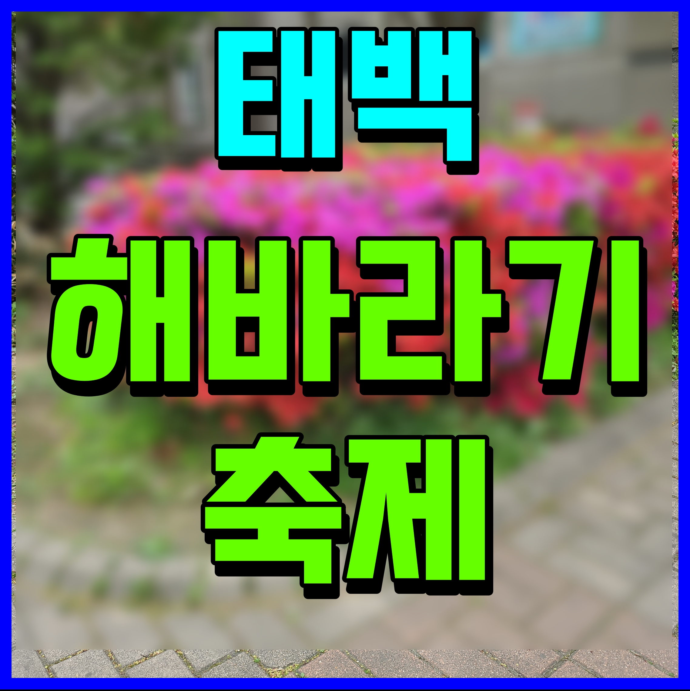  강원도 태백 해바라기 축제 여름철 가볼만한곳 여행 출발