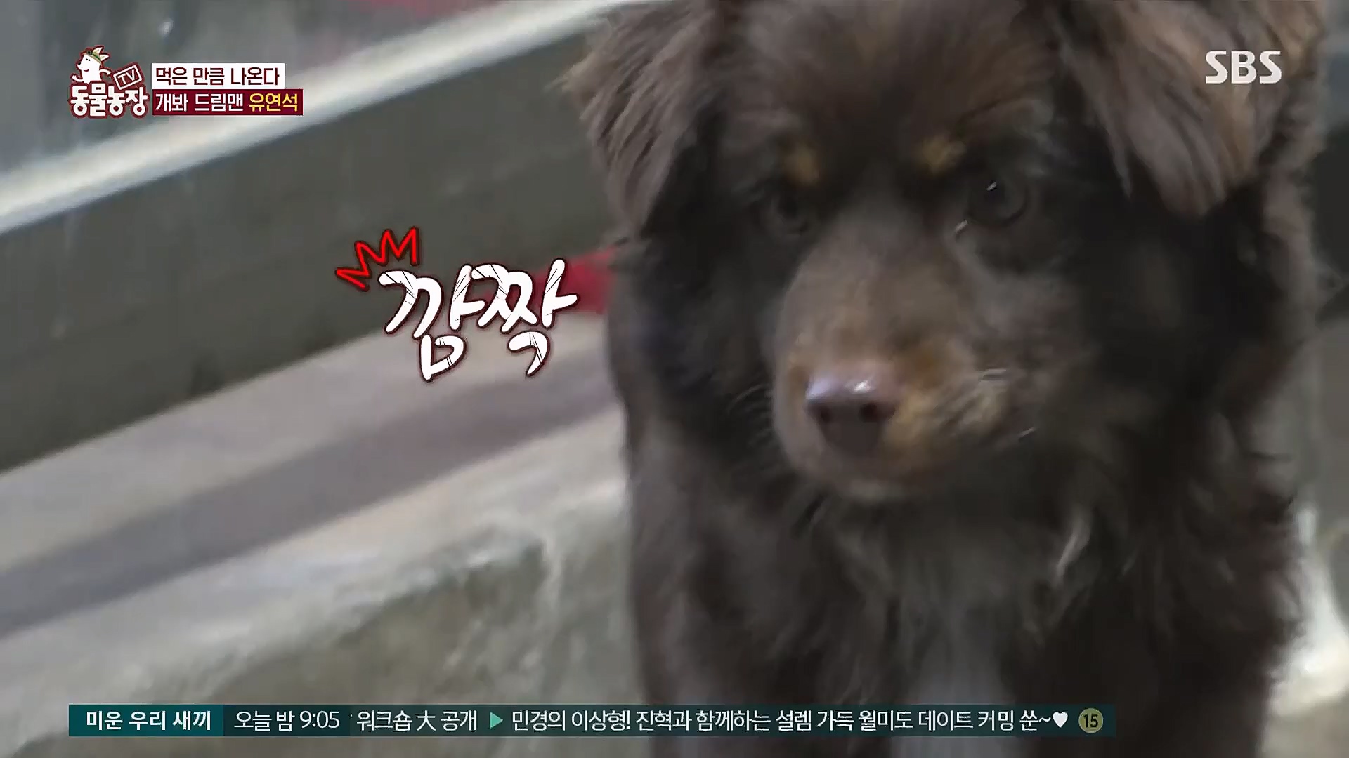 TV 동물농장.E1111.230312p.H264-F1RST.mp4_20230312_180001.974.jpg