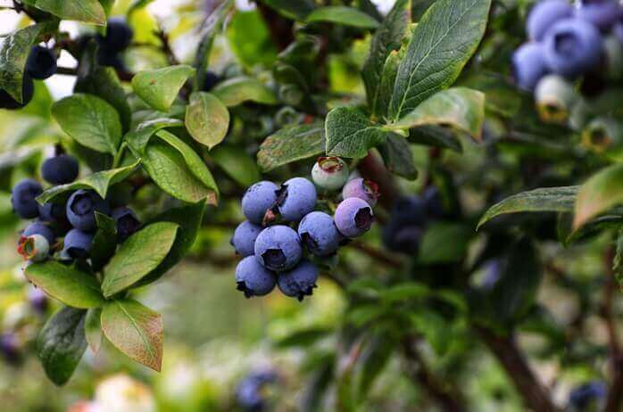 나무에 탐스럽게 달려있는 보라빛 블루베리 열매들