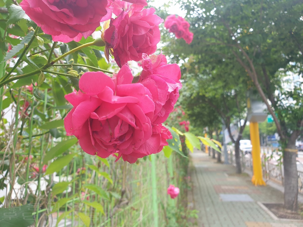 담벼락의 장미.