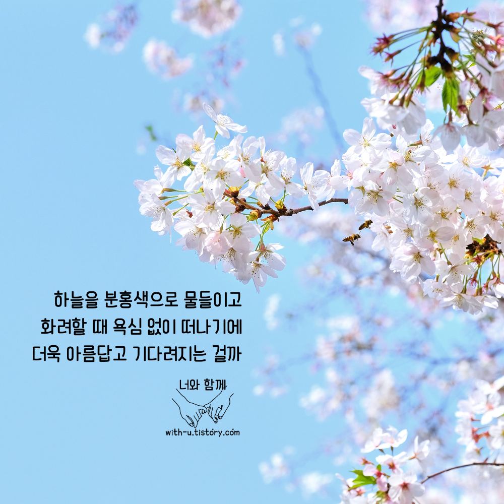  벚꽃 명언 : 짧고 좋은 글귀 : 짧은 명언