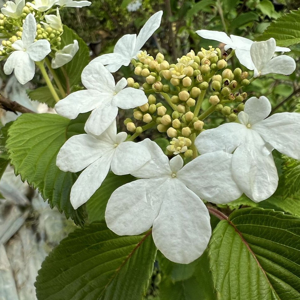 털설구화 (Viburnum plicatum f. tomentosum): 라나스 덜꿩나무 