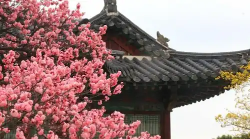 창경궁 꽃 이미지