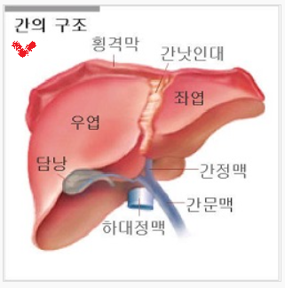 간 구조