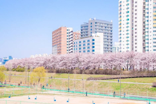 벚꽃 개화시기 2025