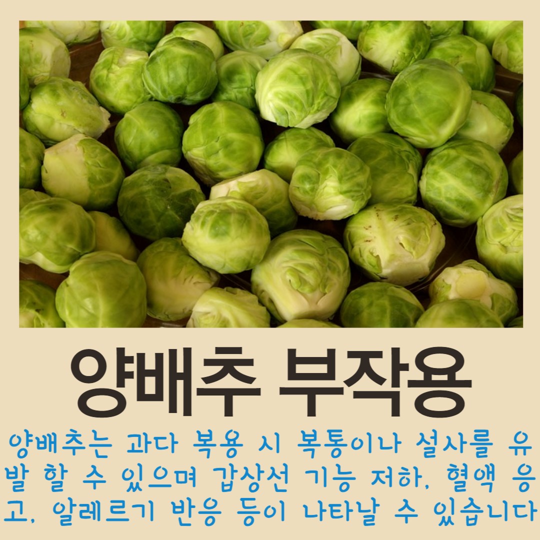 양배추-부작용에-대한-설명과-양배추-사진