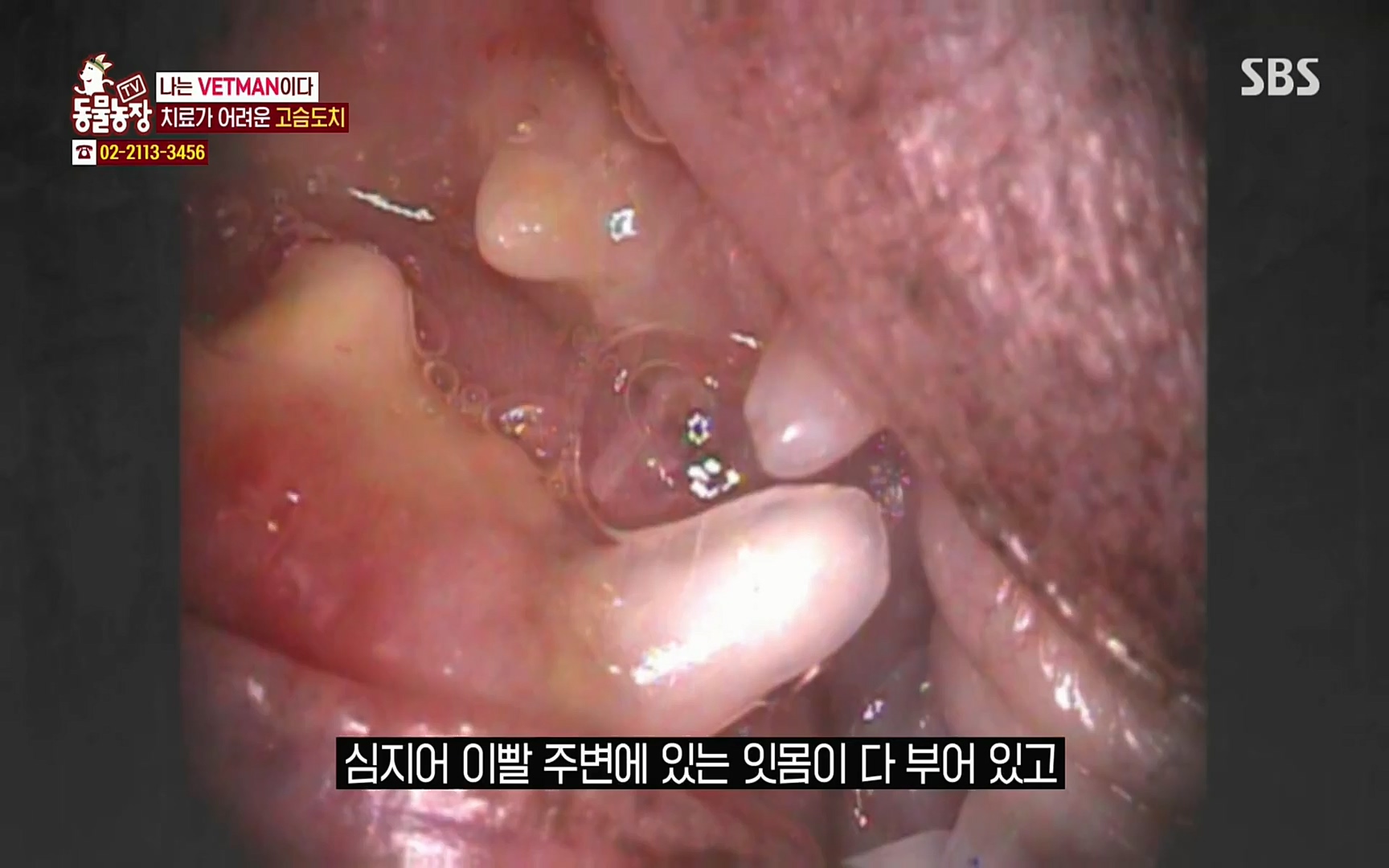 TV 동물농장.E1064.220410p.H264-F1RST.mp4_20220410_184949.649.jpg