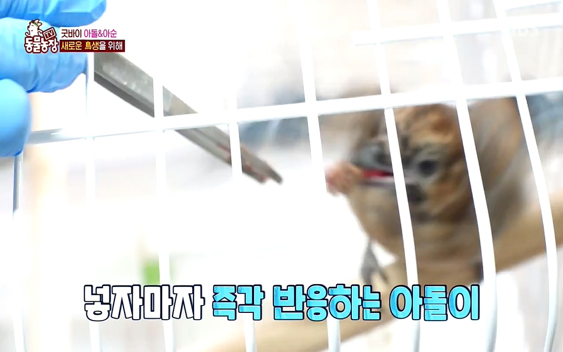 TV 동물농장.E1075.220627p-NEXT.mp4_20220626_175610.292.jpg