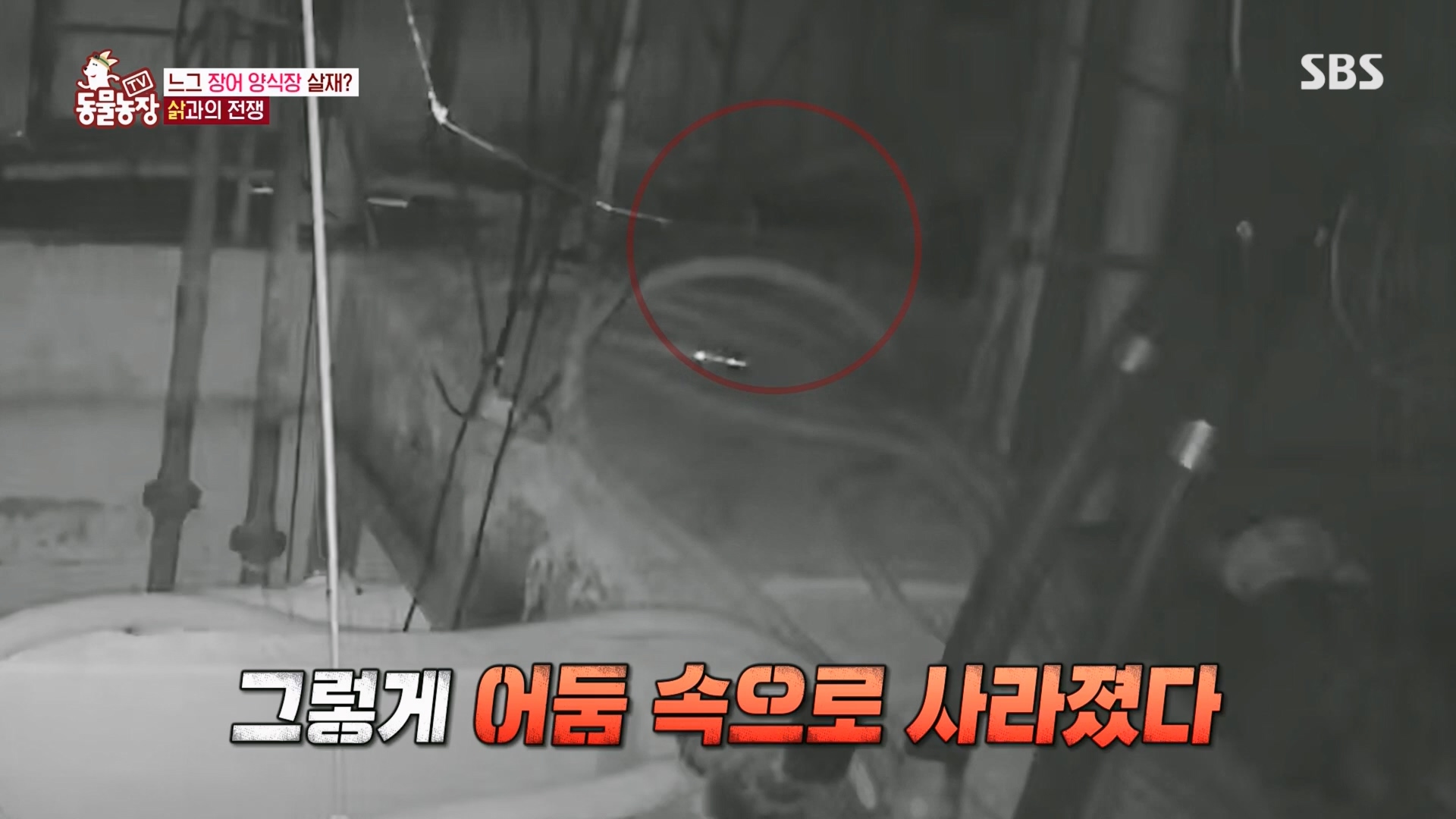 TV 동물농장.E1165.240331p.H264-F1RST.mp4_20240331_144348.265.jpg
