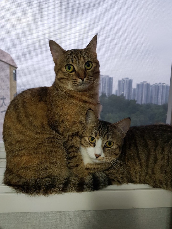  고양이 방광염 증상 및 원인 그리고 치료까지