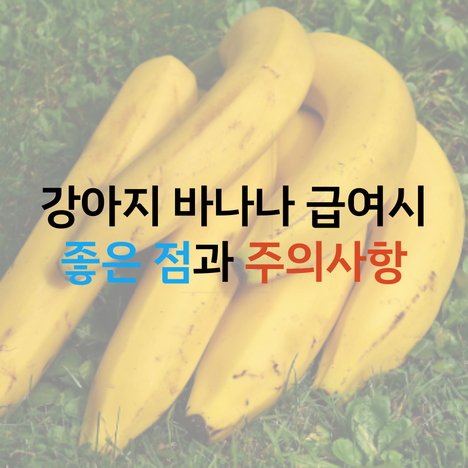  강아지 바나나 효능과 주의사항