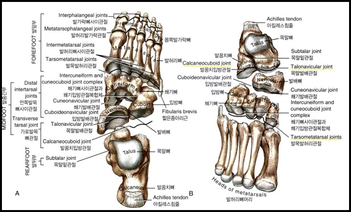 발목관절을 자세하게 나타낸 해부학 그림