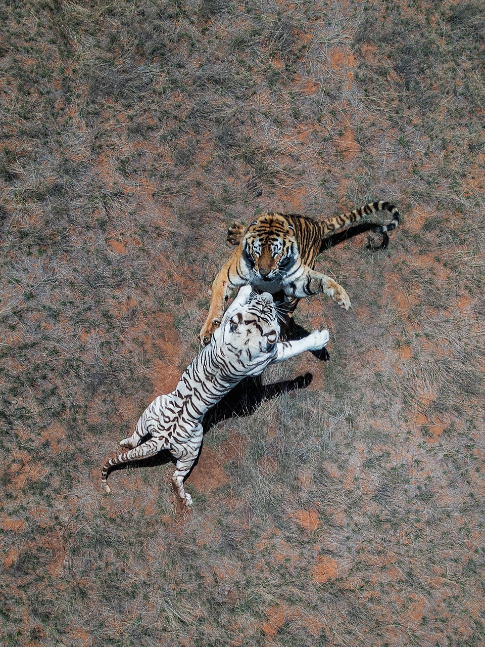 img.jpg