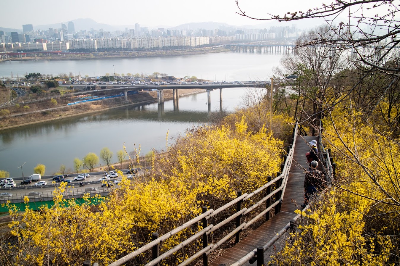 응봉산 개나리 사진 촬영 포인트 용비교