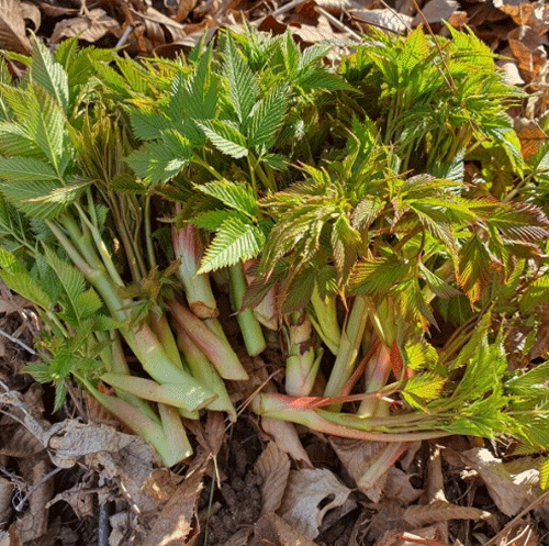 6시 내고향 산나물3
