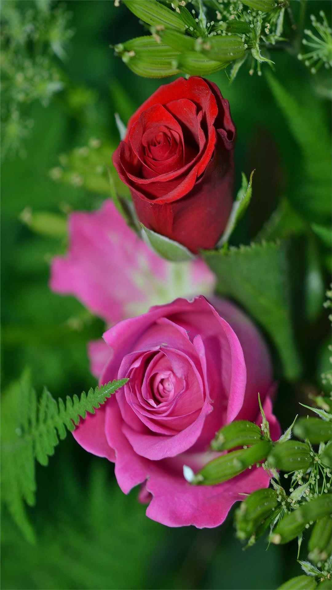 Rose Flower iPhone Wallpaper