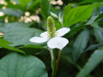 어성초(약모밀)