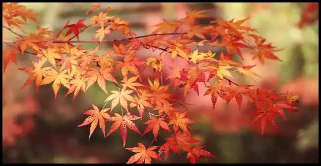 내장산 케이블카 예약방법&amp;#44; 요금&amp;#44; 주차장 정보 (+ 산행코스 )