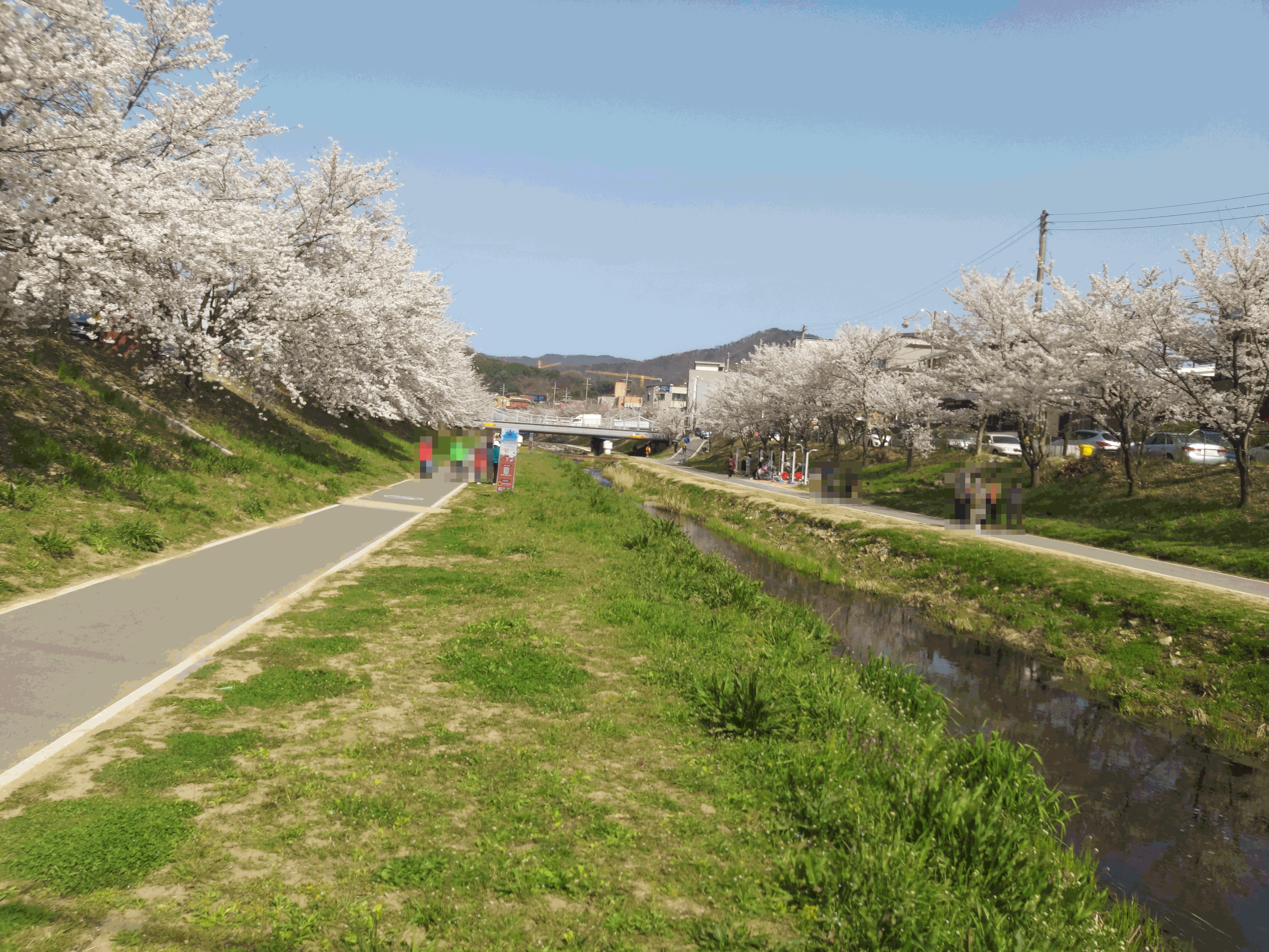 원성천 벚꽃길