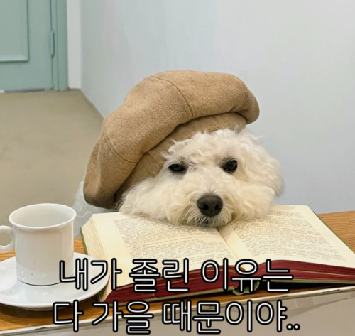 강아지가 턱을 괴고 앉아있고 밑에 '내가 졸린 이유는 다 가을때문이야'라는 문구가 적혀있는 짤