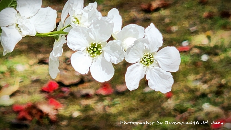 가침박달나무 꽃