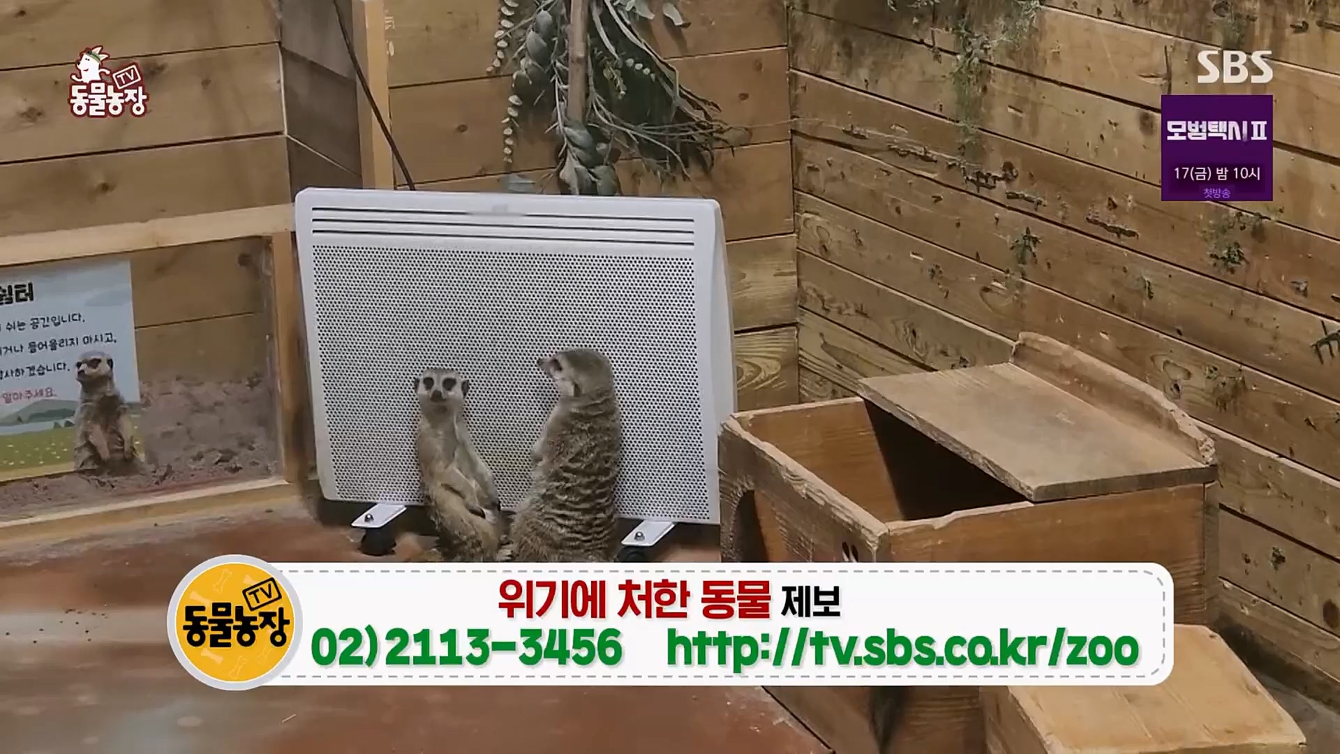 TV 동물농장.E1108.230212p.H264-F1RST.mp4_20230212_182209.430.jpg