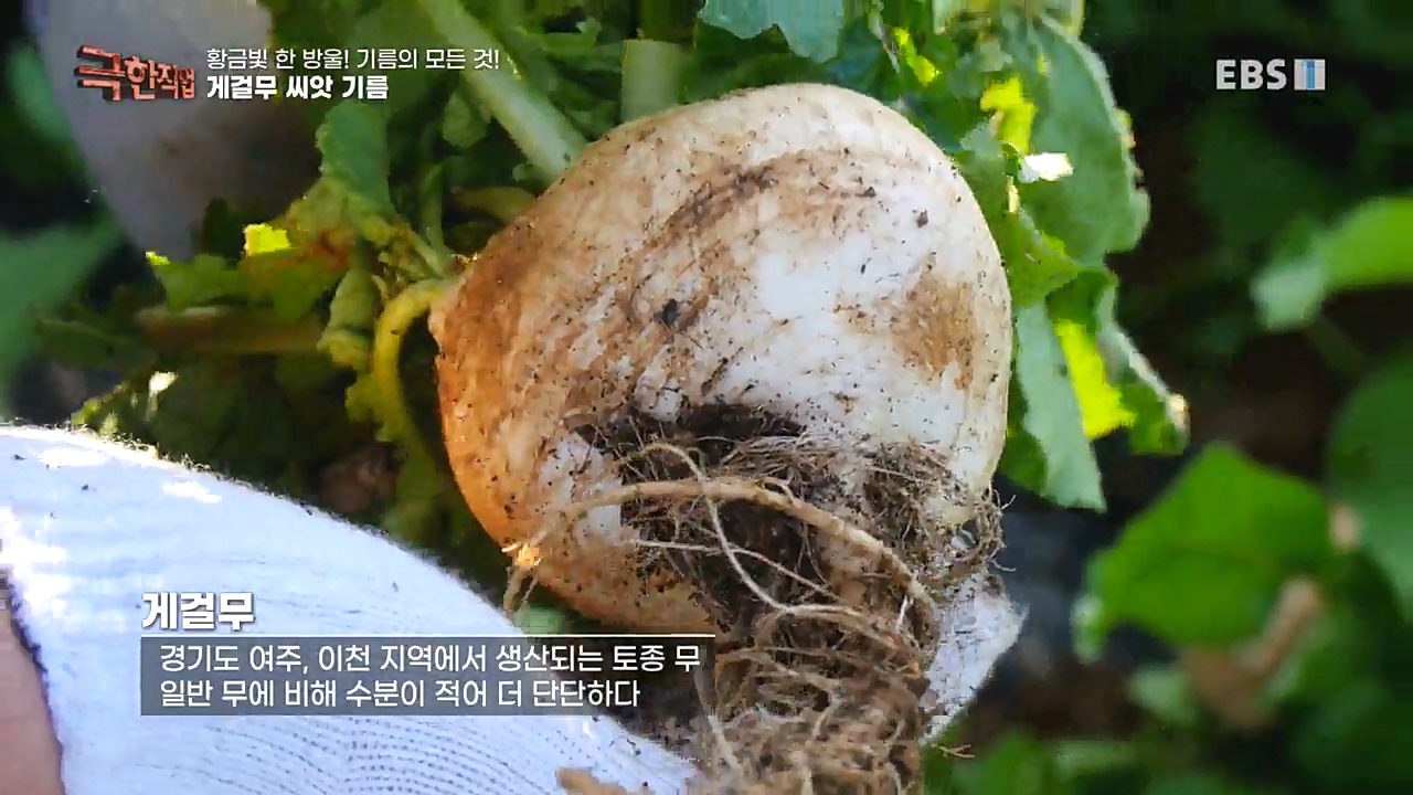 TV - 교육의 중심 EBS황금빛 한 방울! 기름의 모든 것!.mp4_20221031_191152.765.jpg
