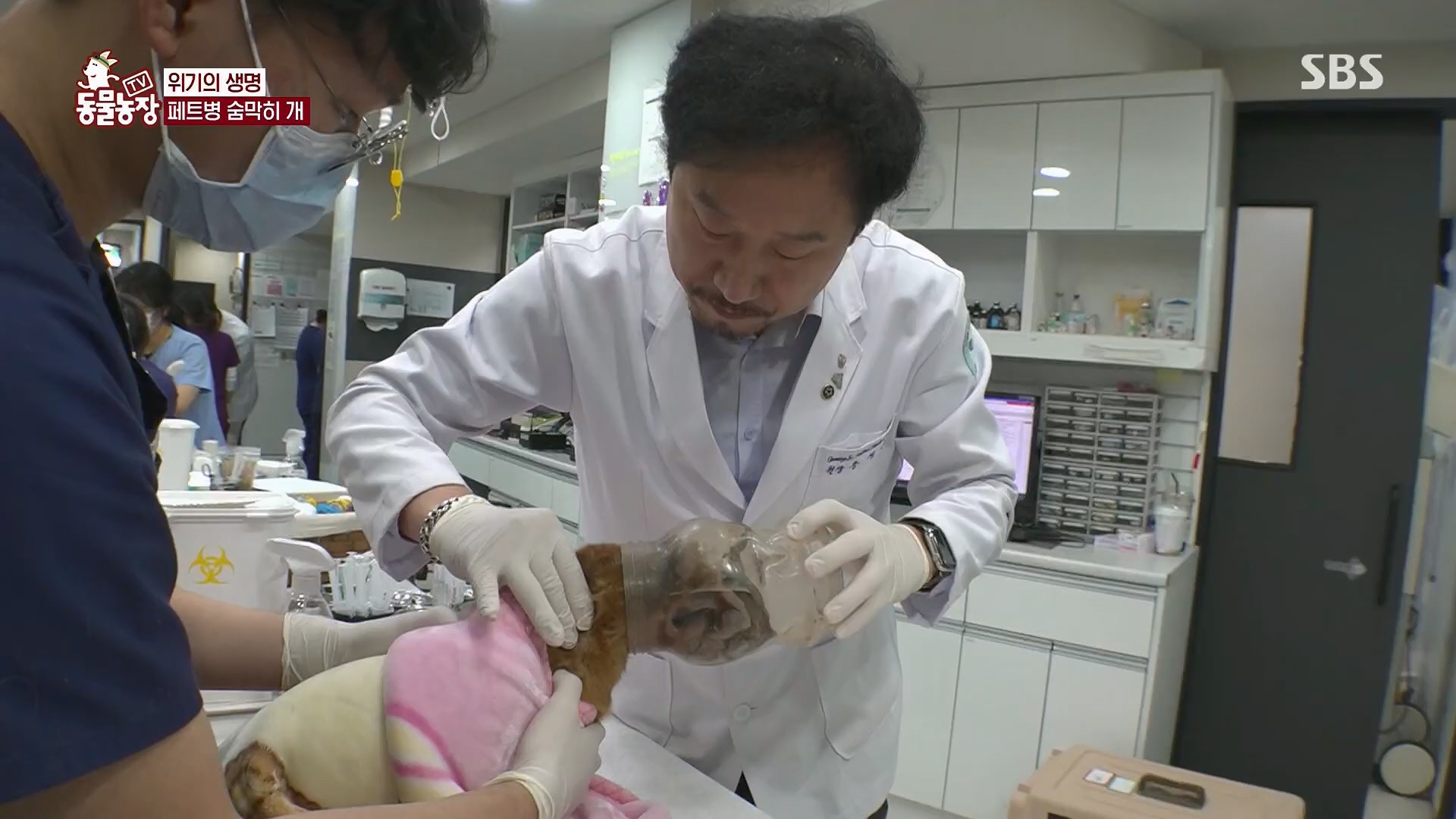 TV 동물농장.E1119.230507p.H264-F1RST.mp4_20230507_135913.839.jpg