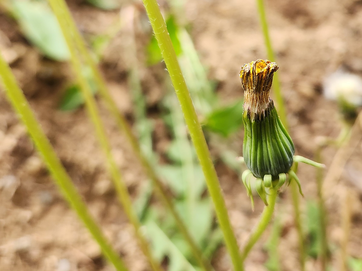 서양민들레 dandelion