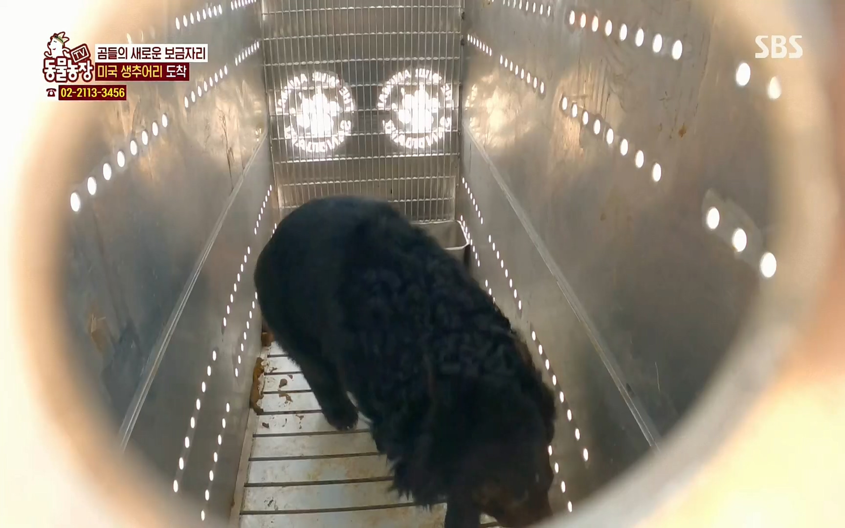 TV 동물농장.E1063.220403p.H264-F1RST.mp4_20220403_175135.556.jpg